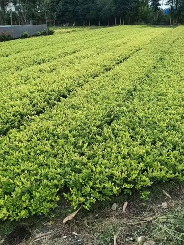 社区怎样规划绿化工程项目